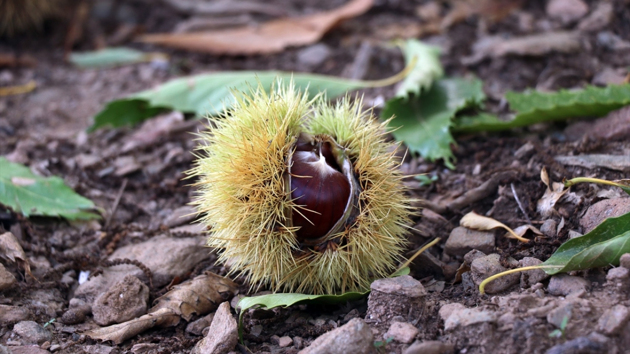 Bu sürenin sonunda kuyulardan çıkartılan kestaneler, makineye ayıklanıp satışa hazır hale getiriliyor.