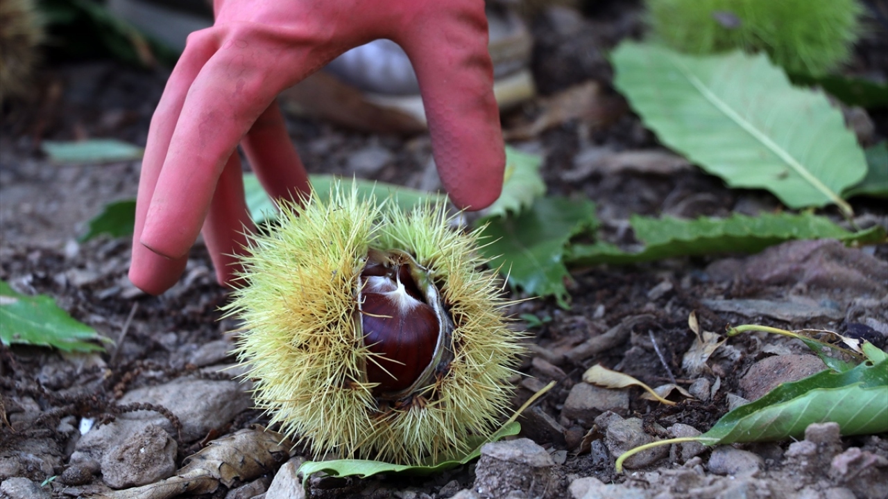 Yaklaşık 50 kilogramlık çuvallara doldurulan kestaneler kuyulara boşaltıyor.