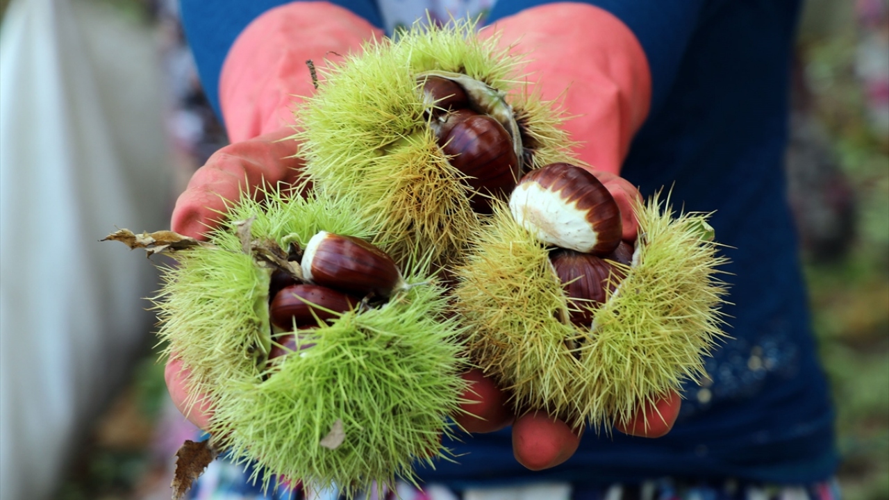 Köyde 5 yıl önce ağaçtan düşüp ayağını kırdıktan sonra işi bırakan Mehmet Bulut ise ağacın tepesinde çalışmanın herkesin yapabileceği bir iş olmadığını dile getirdi.