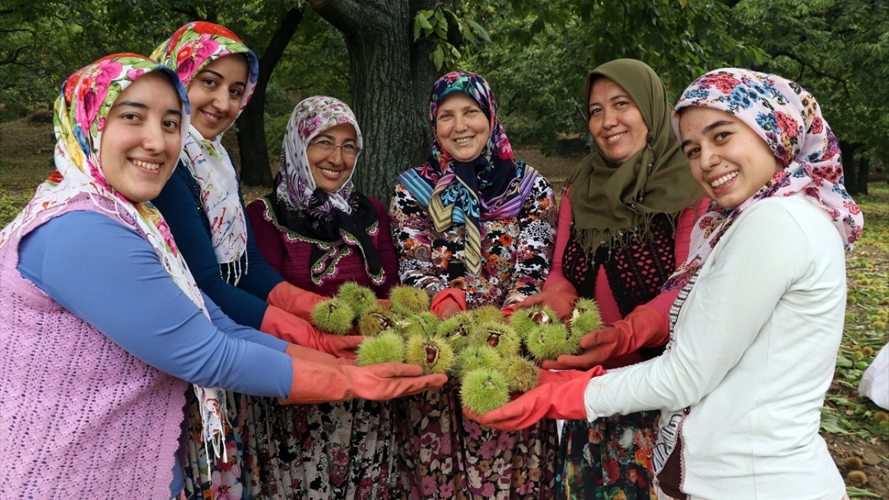  Kadın işçilerden Ayşe Coşkun da kestane toplamanın da çok zor bir iş olduğunu belirtti. 