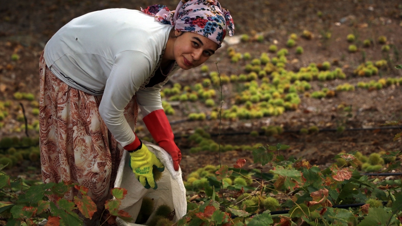 Merve Yüksel ise köyün tek geçim kaynağının kestane olduğuna işaret ederek, "Okula gidenler okuyor, benim gibi gitmeyenler de ekmeğini burada kazanıyor." ifadesini kullandı.