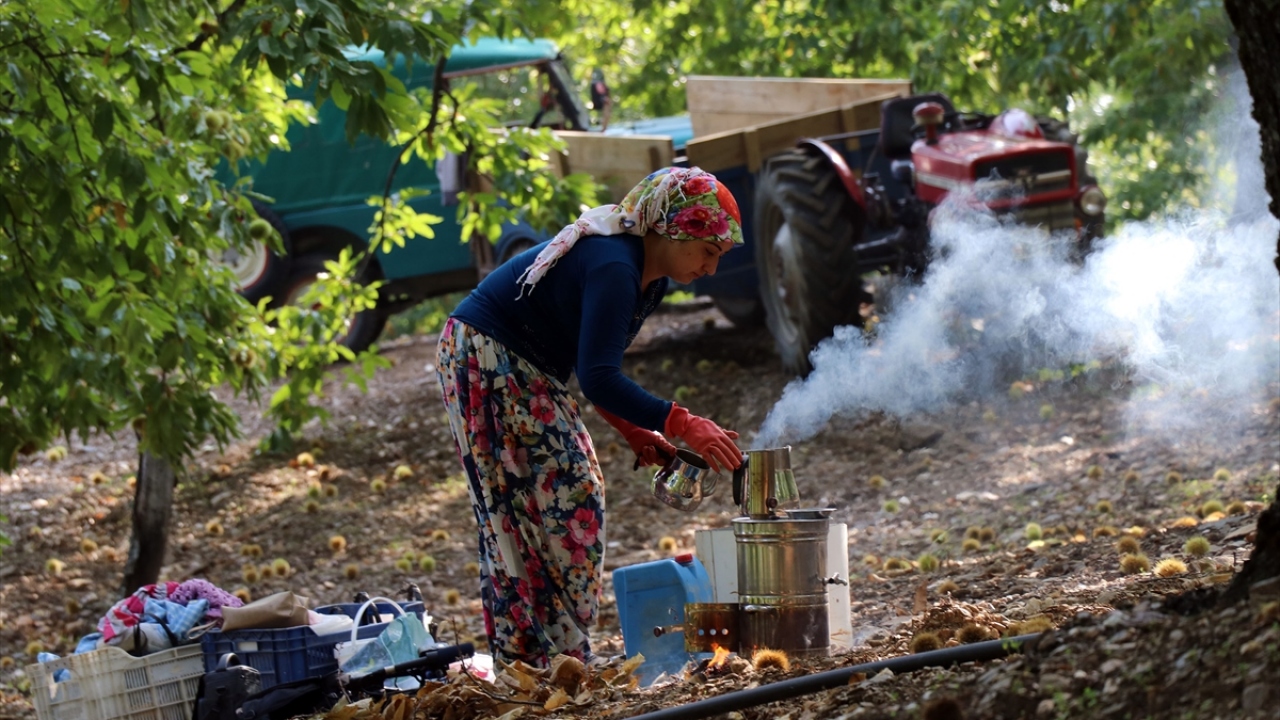 Efeler Ziraat Odası Başkanı Mehmet Kendirlioğlu da yağışların istenilen seviyede olmasından dolayı bu yılki rekolte ve kalitenin çok iyi olacağını kaydetti.