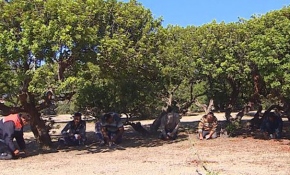 Çeşme'de binlerce sakız fidanı toprakla buluşturuldu