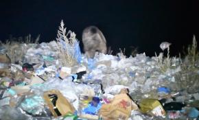 Plastik yiyen bozayıların nesli tükenme tehlikesi altında