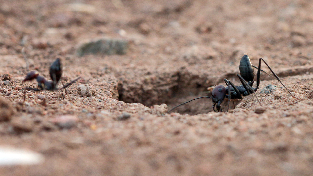 Arı ve akkarınca olarak da bilinen termitlerle "sosyal böcek" olarak adlandırılan karıncalar, sonbaharın gelmesiyle toprak altında aylarca sürecek kışlama için hazırlık yapıyor.