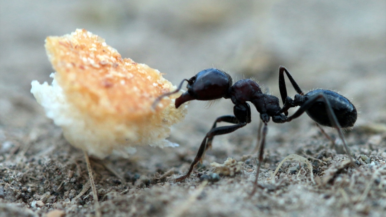 Çevredeki besin maddelerini ve soğuktan korunmak için kullanabilecekleri malzemeleri yer altındaki yuvalarına taşıyan karıncalar, sert geçen kış şartlarından etkilenmemek için aralıksız çalışıyor.