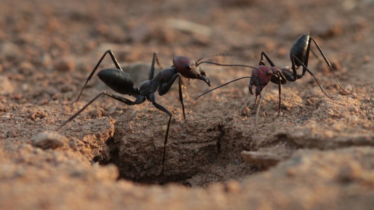 Yuvalarına onlarca metre mesafedeki alanlarda gezerek buldukları maddeleri sırtlayan işçi karıncaların hummalı çalışması, görülmeye değer görüntüler oluşturuyor.