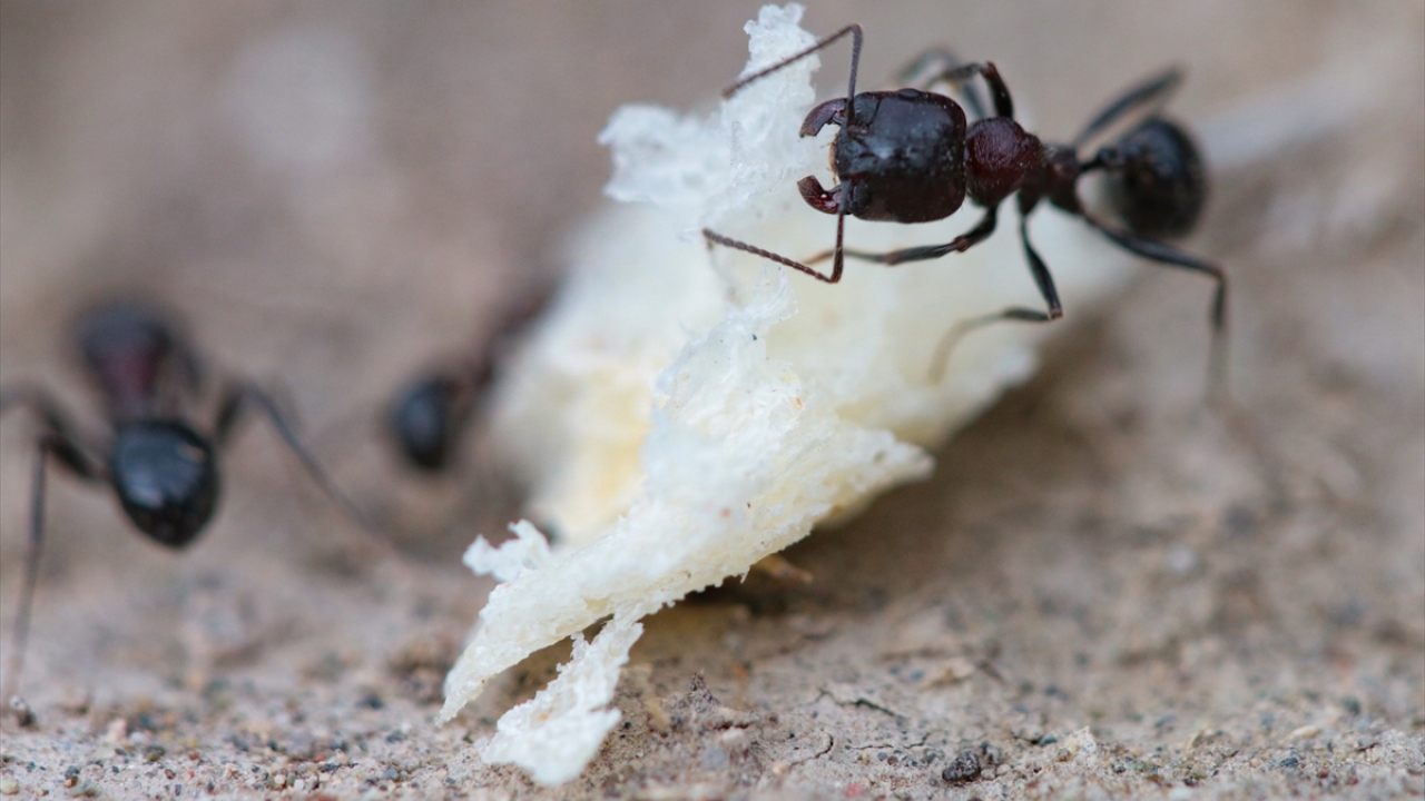 Yakın çekim tekniğiyle görüntülenen kış hazırlığı, karıncaların; bitmek bilmeyen enerjisini, esrarengiz fiziğini ve çalışma şekillerini gözler önüne seriyor.