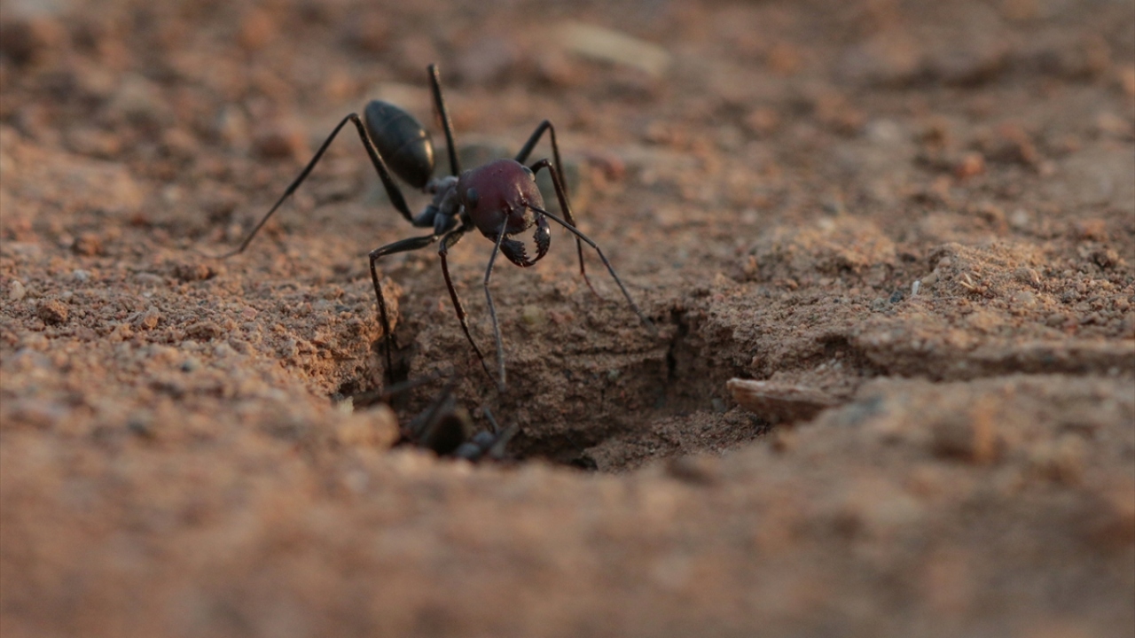 Iğdır Üniversitesi Ziraat Fakültesi Öğretim Üyesi Doç. Dr. Celalettin Gözüaçık, yaptığı açıklamada, karıncaların çok çalışkan hayvanlar olduğunu söyledi.