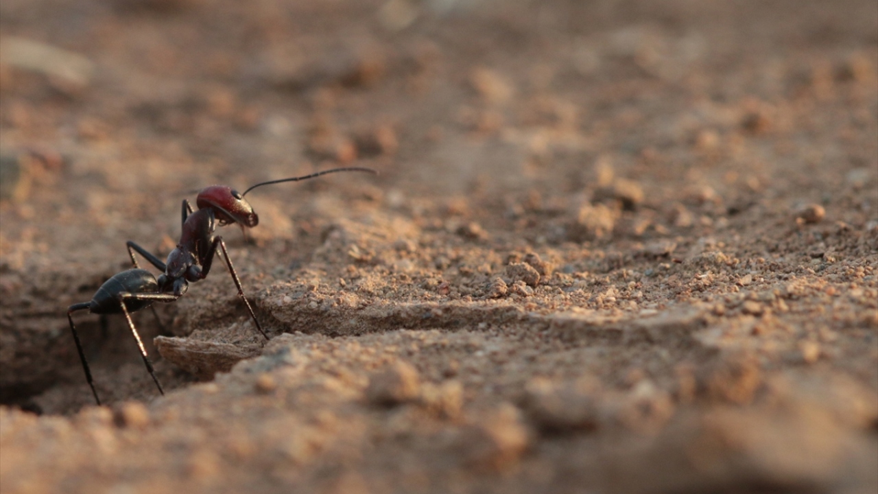 "Karıncalar muhteşem sosyal böceklerdir."