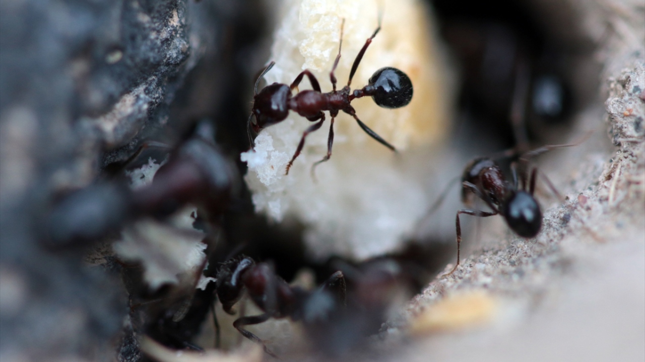 "Şu an kışa hazırlık yapıyorlar"