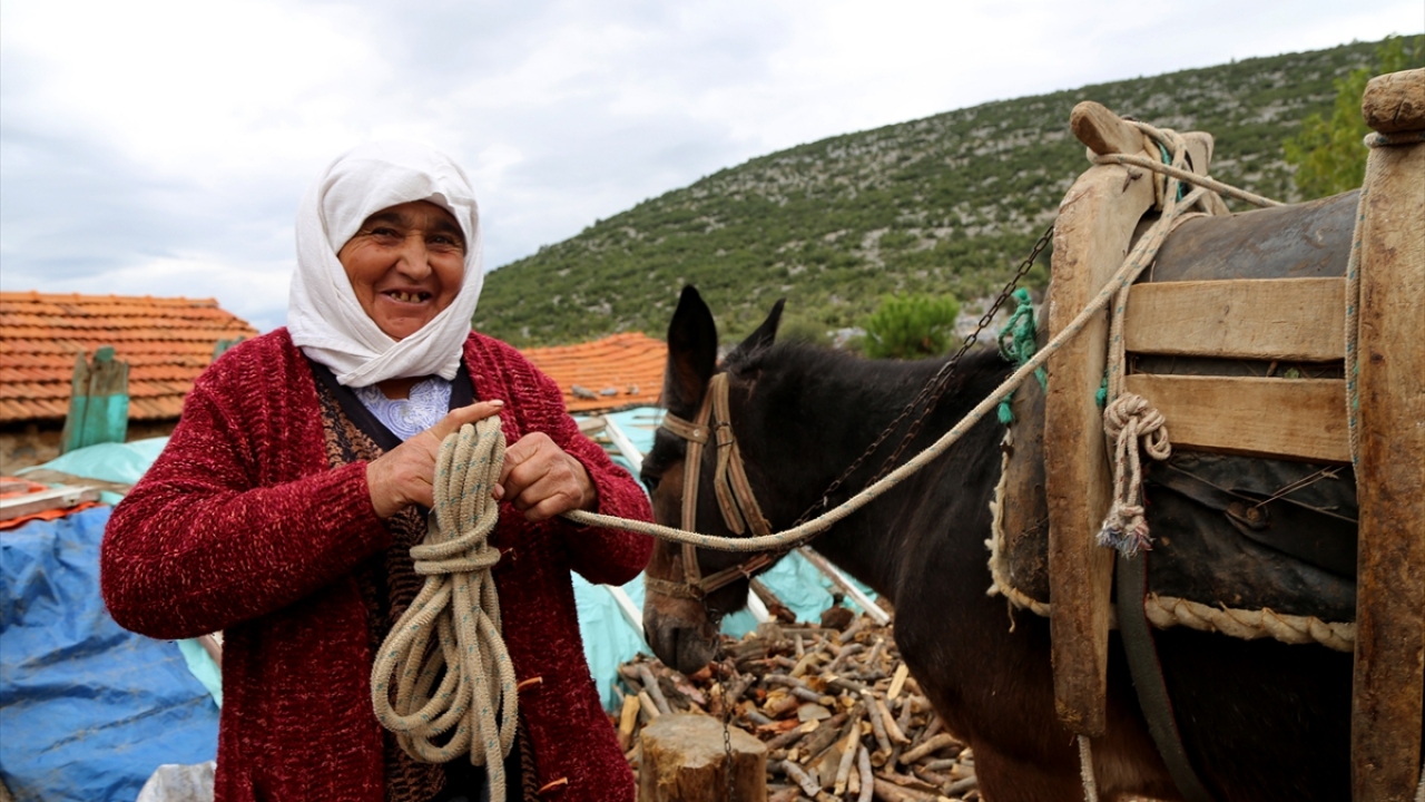 Yaklaşık iki saatlik zorlu yolcuğun ardından dağda topladığı odunları katırına yükleyen Fatma nine, Menteşe ilçe merkezinde getirdiği odunları fırın ve restoranlara satıyor.
