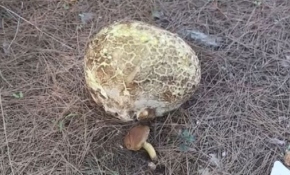 Muğla'da bulunan dev mantar görenleri şaşırttı