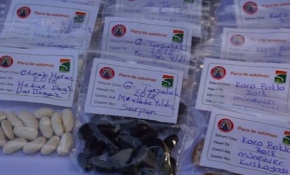 Çiftçiler yerli tohumları takas için Samsun'da buluştu