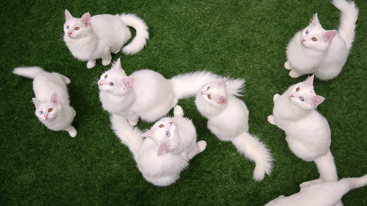 Cana yakınlığı, beyaz ve ipeksi kürkü, aslan yürüyüşü, uzun ve kabarık kuyruğu, değişik göz renkleri ve suya düşkünlüğüyle öne çıkan Van kedileri, kentin en önemli canlı kültür mirası olma özelliğini taşıyor.