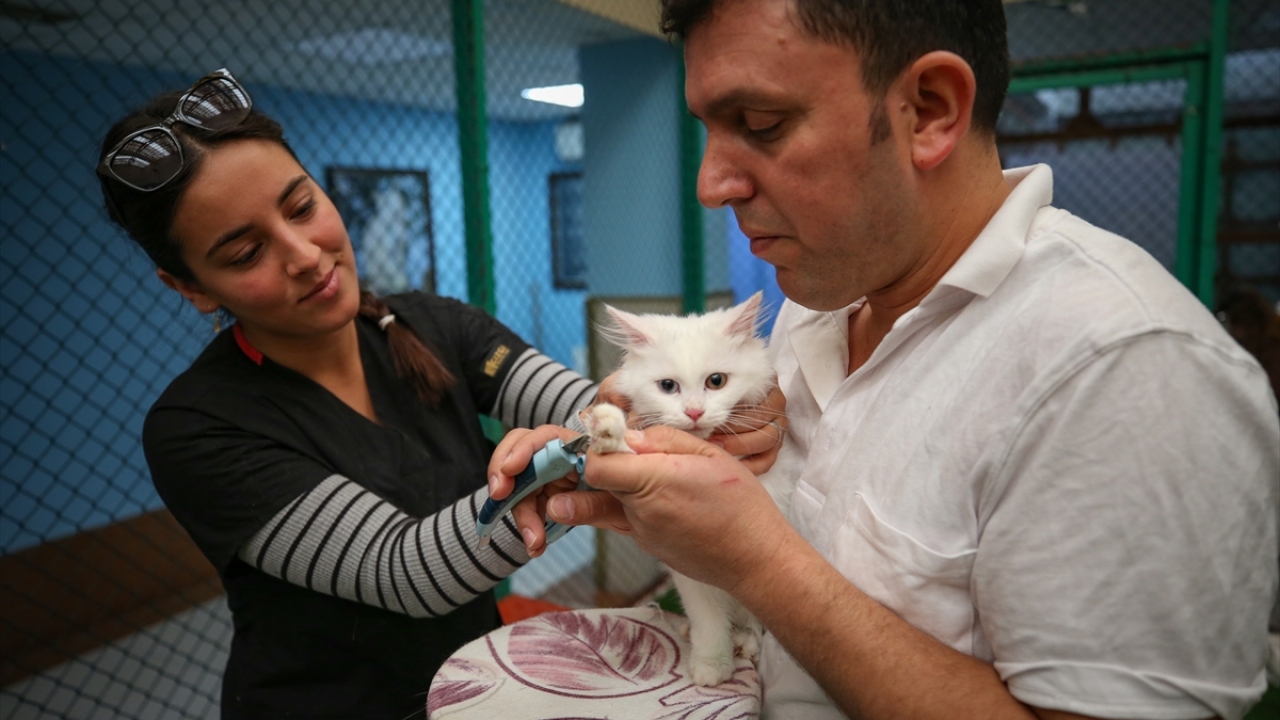 Dünyanın farklı ülkelerinden 250 kedi ırkının katılacağı yarışmaya götürülecek "Başak" ve "Su" isimli kedilerin birinci seçilmesi için görevliler tarafından tüm bakımları özenle yapılıyor. 