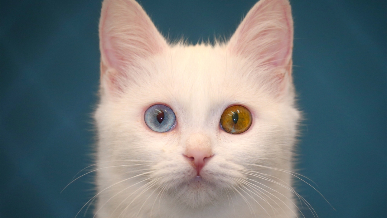 Uzun tüyleri taranan, özel olarak beslenen ve pedikürü yapılan kediler, İstanbul`daki fuarda "en güzel kedi" seçilmek için yarışacak.