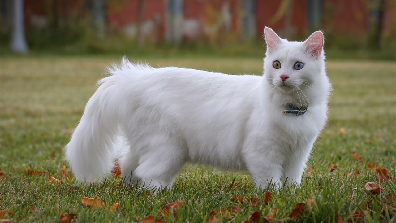 Hafta içi günde 500, hafta sonu da ortalama 1000 kişiyi ağırladıklarını aktaran Kaya, kentin tanıtımına büyük katkı sunan kedilere gösterilen ilgiden memnun olduklarını belirtti.