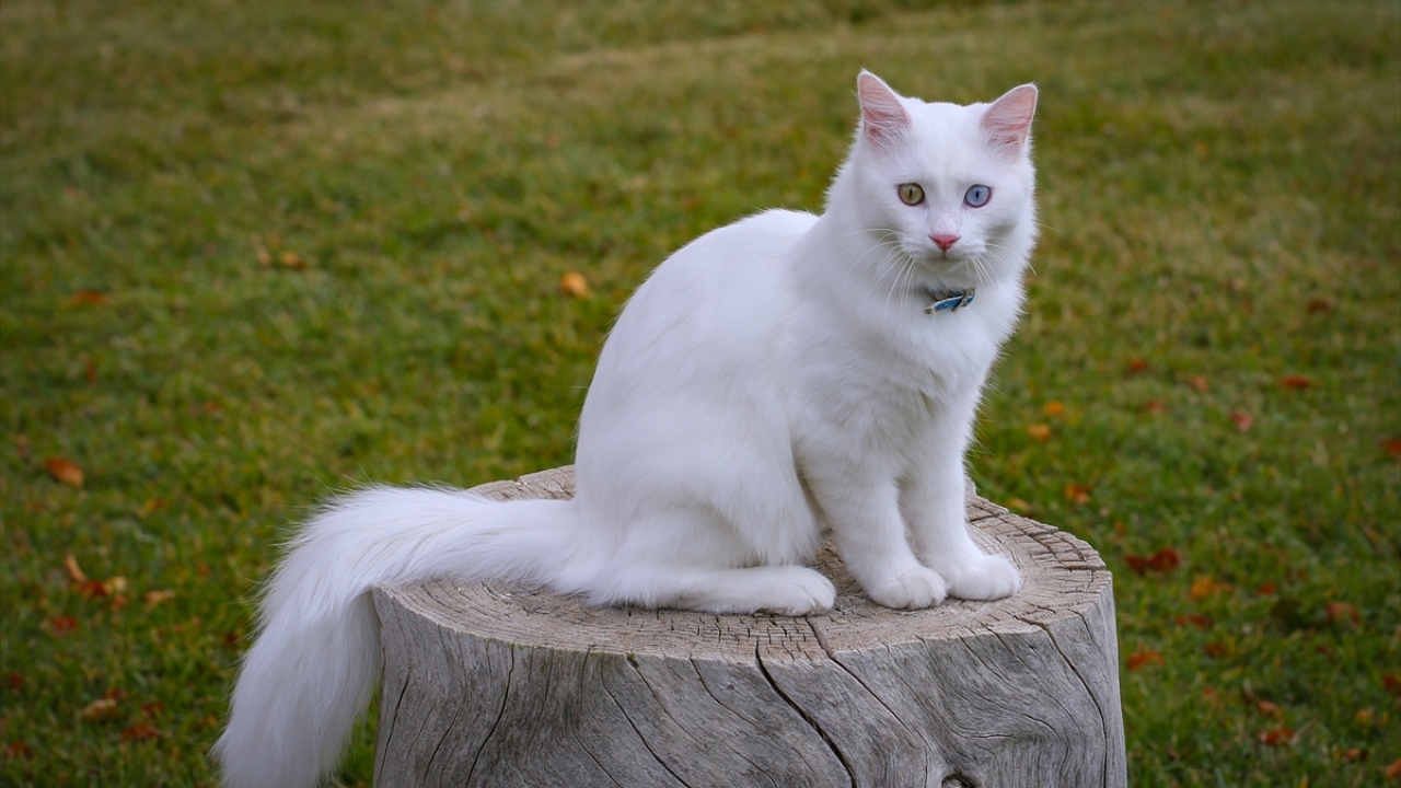 "En iyi ve en uyumlu iki kedimizi seçtik"