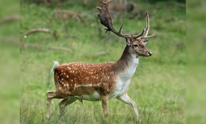 Nesli tehlike altında olan alageyik Toros Dağları'nda görüntülendi
