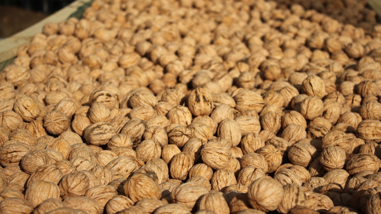 Don nedeniyle 2015`te 309, 2016`da 410, 2017`de 370, 2018`de 820 ton ceviz elde edilen bahçelerde hasadın tamamlanmasıyla rekoltenin bin 700 ton civarında gerçekleşmesi bekleniyor.