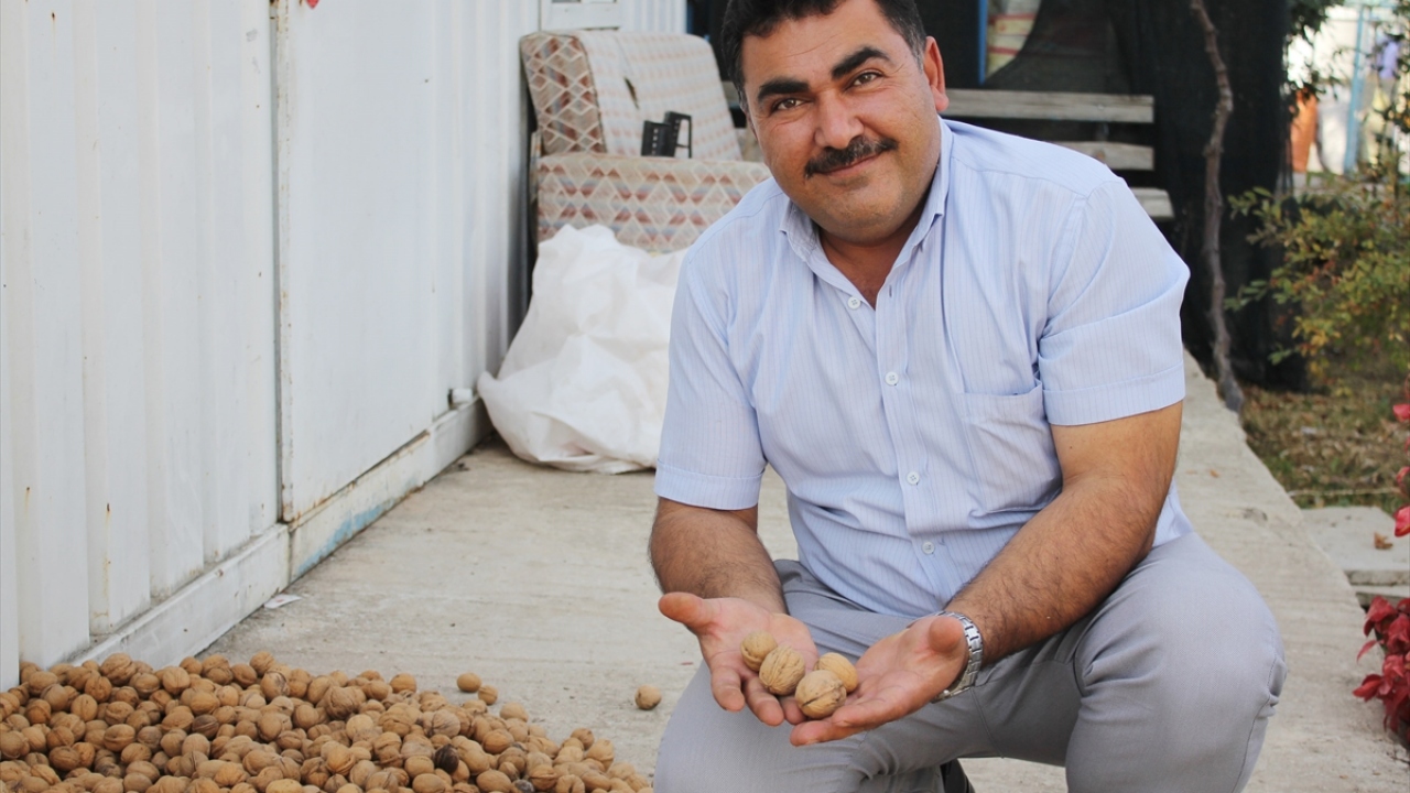 Ceviz üreticisi Ümit Ayas da hasadın başlamasına rağmen kendisine ait bahçedeki birçok ağaçta hala ürün bulunduğunu söyledi.