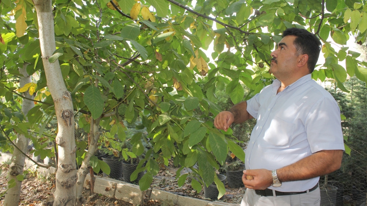 Rekoltenin çok iyi olduğunu belirten Ayas, "Bu sene çok güzel, sonraki yıllarda çok daha güzel olacağına inanıyorum. Genç çiftçilerimize ve gençlerimize ceviz yetiştirmelerini öneriyoruz." diye konuştu.