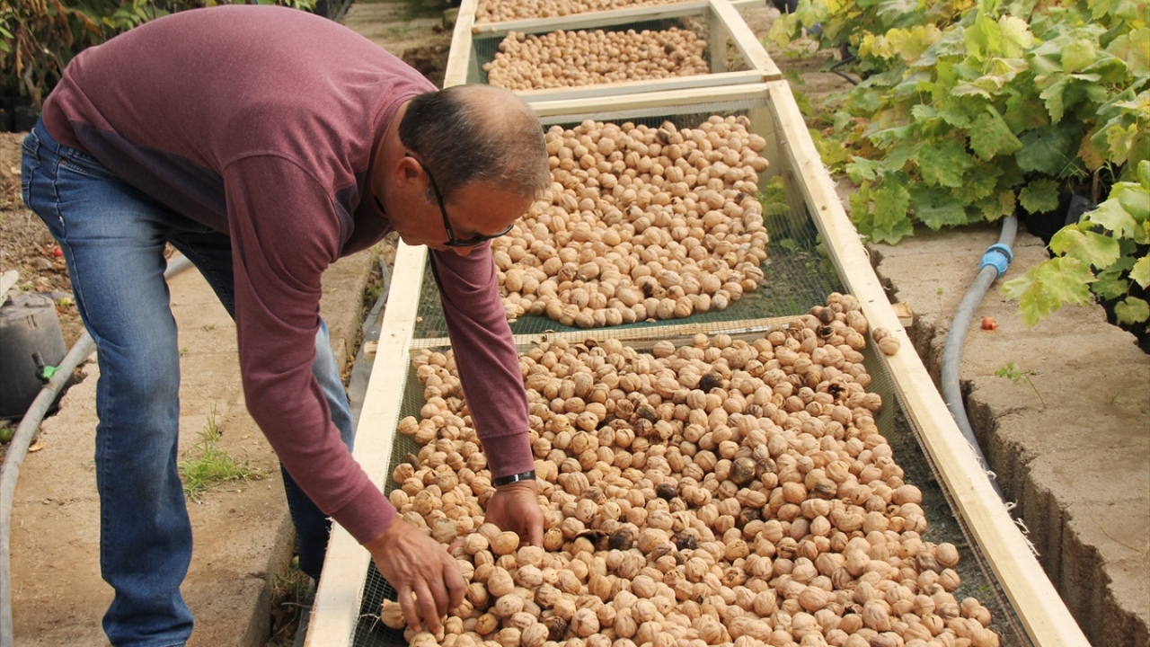İnce kabuğu ve lezzeti nedeniyle ilgi gören Kaman cevizinin kilogramı kabuklu 35-40, kabuksuz 75-90 liradan satılıyor.