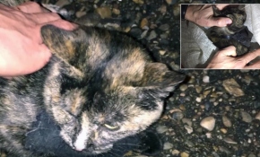 Rusya'da cezaevine uyuşturucu taşıyan kedi yakalandı