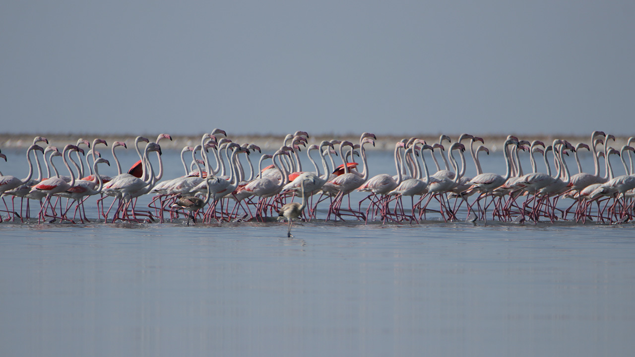 İri gövdeleri, zarif boyunları ve uzun bacaklarıyla Van Gölü`nün maviliklerinde eşsiz görsel şölen sunan flamingolar, bölgede turizmin gelişmesine de katkı sağlıyor.