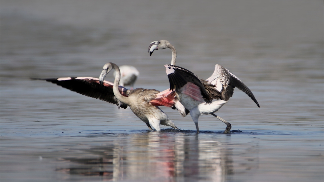 Yaz boyunca zengin biyoçeşitliliğe sahip havzada beslenen, burada yavrularını büyüten flamingolar, kışın başlamasıyla Afrika ülkelerine doğru yolcuğa çıkıyor. 