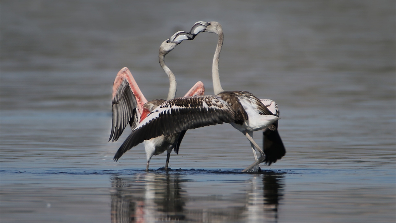 Yüzlerce flamingonun konakladığı Çelebibağı bölgesine gelen fotoğraf sanatçıları da Van Gölü`nün misafirlerini en doğal halleriyle fotoğraf karelerine yansıtabilmek için çaba gösteriyor.