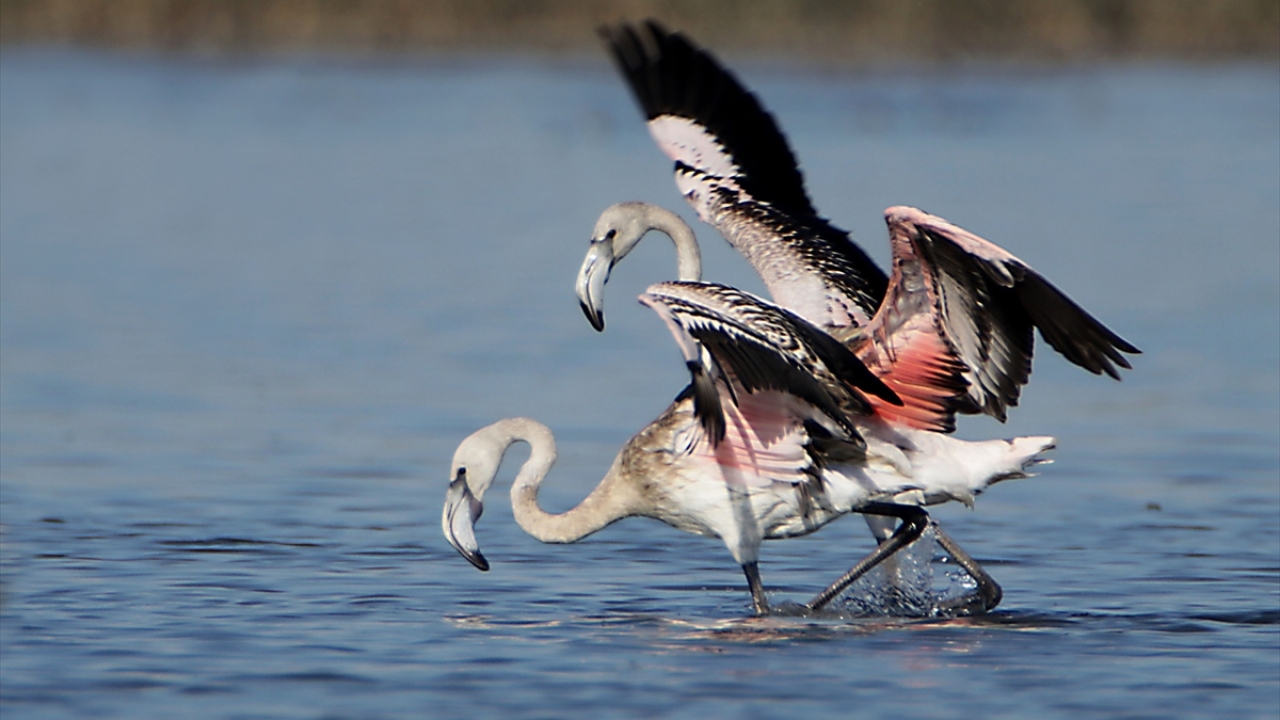 Yüzüncü Yıl Üniversitesi (YYÜ) Fen Fakültesi Biyoloji Bölümü Öğretim Üyesi Prof. Dr. Özdemir Adızel, 234 kuş türüne ev sahipliği yapan Van Gölü havzasının flamingoların da önemli beslenme alanlarından biri olduğunu söyledi.