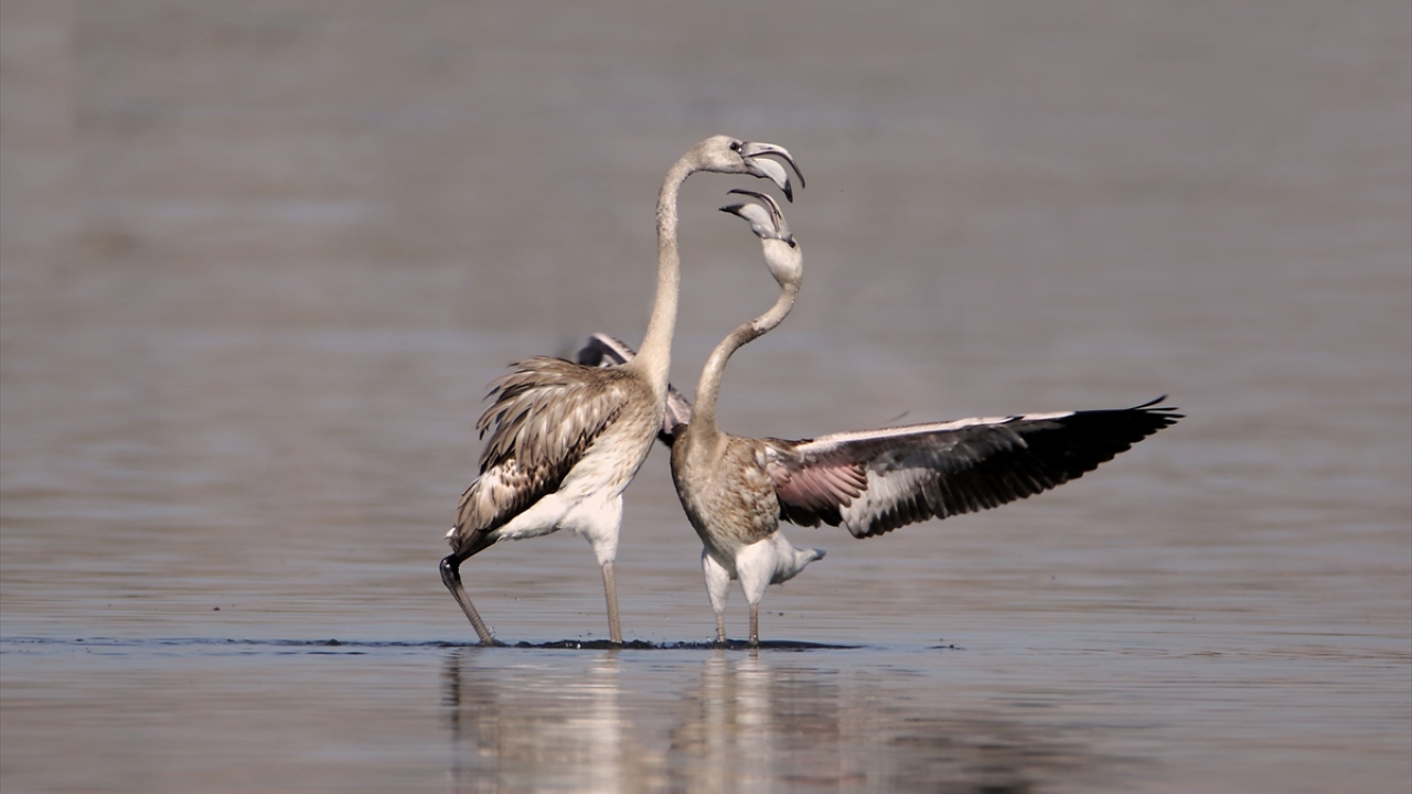 "Van Gölü havzasında dinleniyorlar"