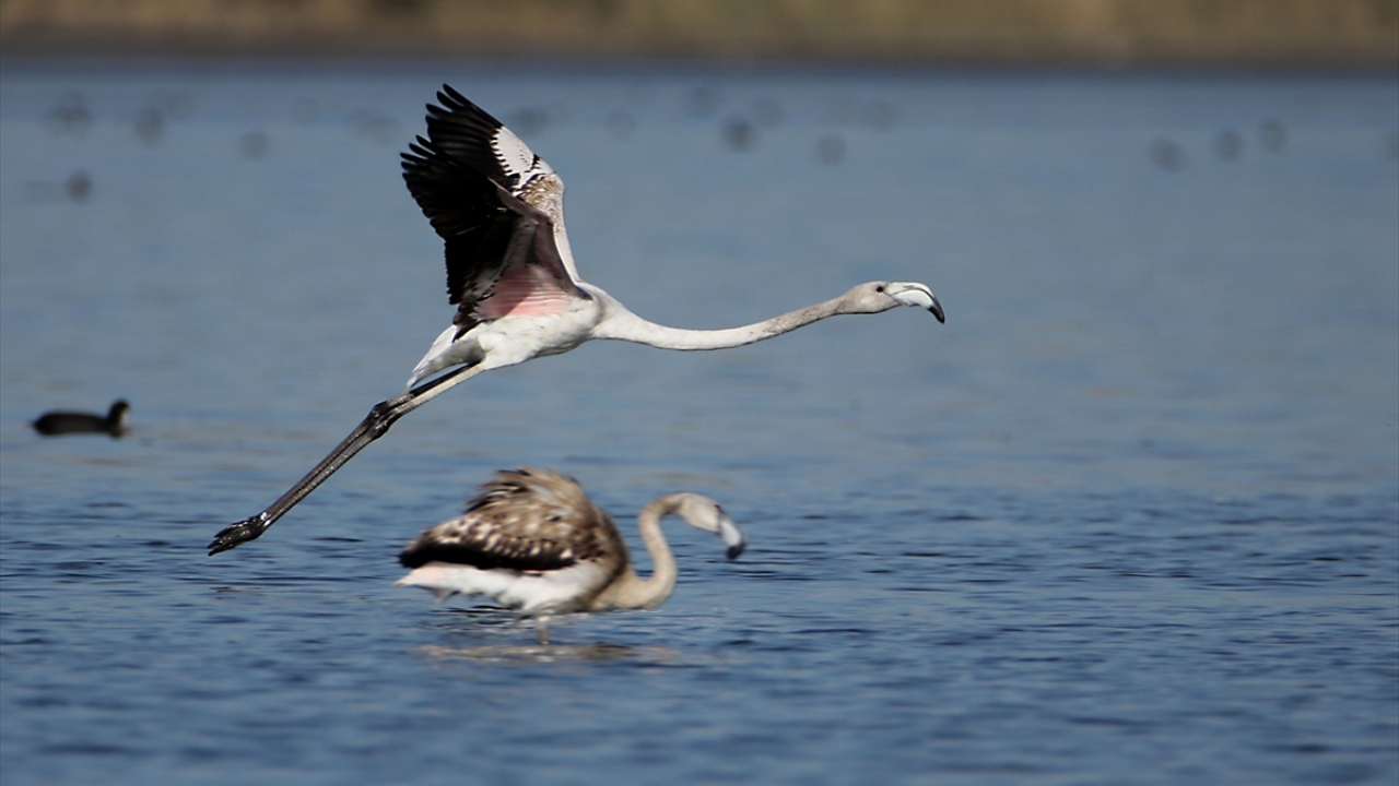 Evrensel Fotoğrafçılar Derneği Başkan Yardımcısı Arif Taşdemir de Van Gölü sahillerinde eşsiz manzaranın fotoğraflarını çekmek için etkinlikler düzenlediklerini söyledi.