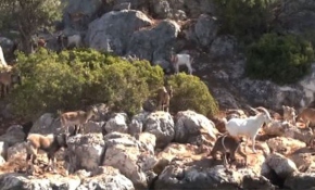 Aşırlı Adası'nın sakinleri: Dağ keçileri