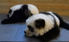 Çin'de panda görünümlü köpeklere hayvanseverler tepkili