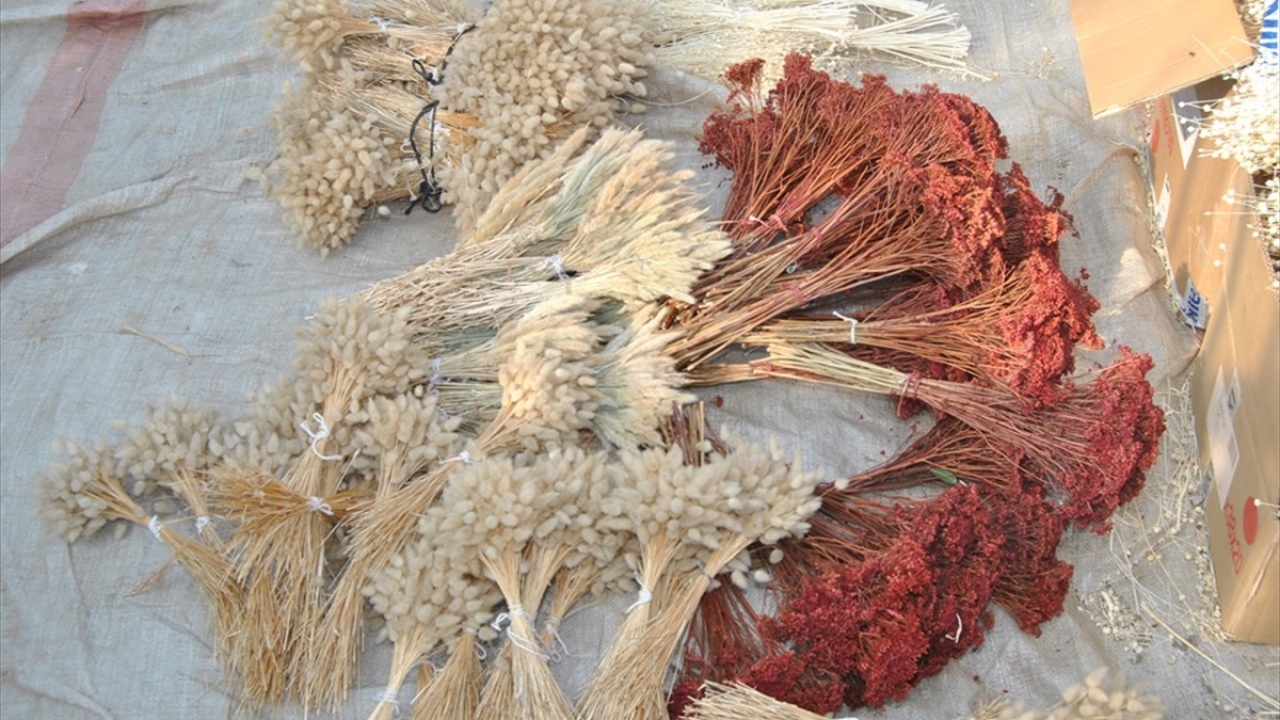 Türkiye`nin çiçek ve süs bitkisi üretim merkezlerinden İzmir`in Bayındır ilçesinde bir köyün sakinleri, dağlardan topladıkları çiçekleri kurutup boyayarak geçimlerini sağlıyor.