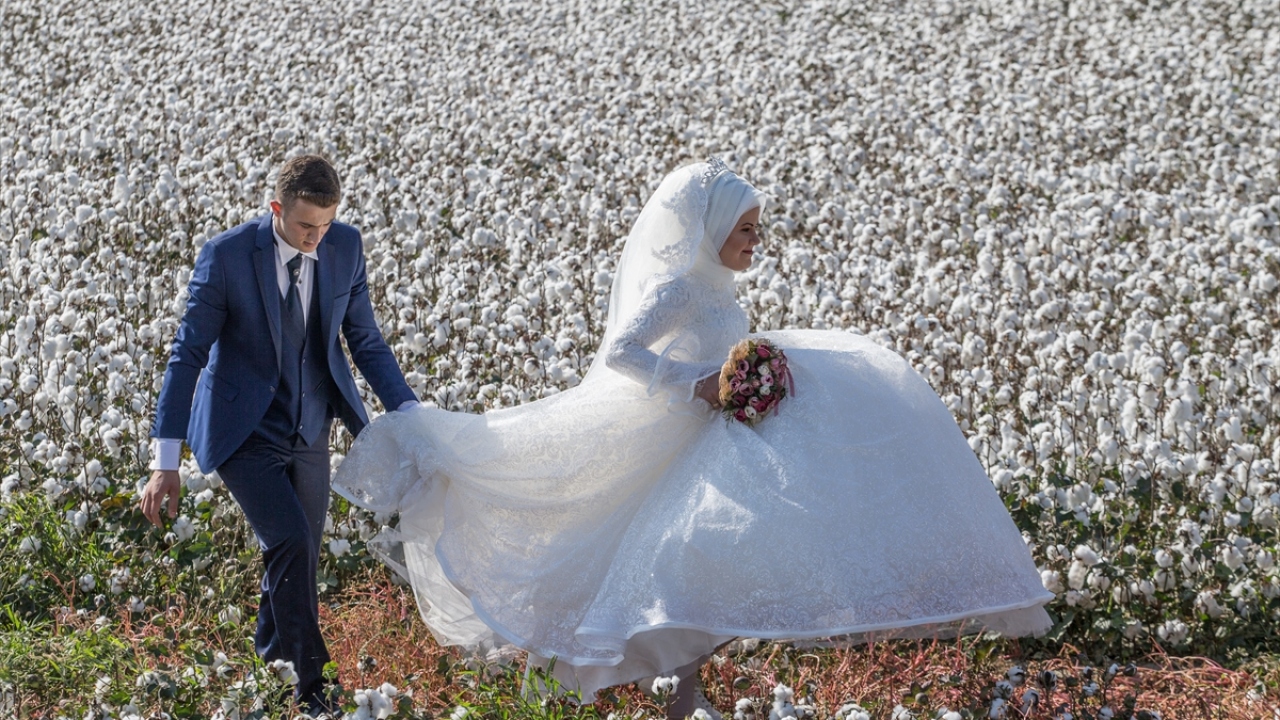 Türkiye`nin önemli pamuk üretim merkezlerinden Aydın`ın Söke ilçesindeki pamuk tarlaları, düğün fotoğrafçılarının stüdyosu oldu. 