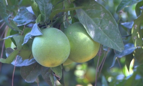 Antalyalı çiftçilerin bahçesini avcı böcekler koruyor