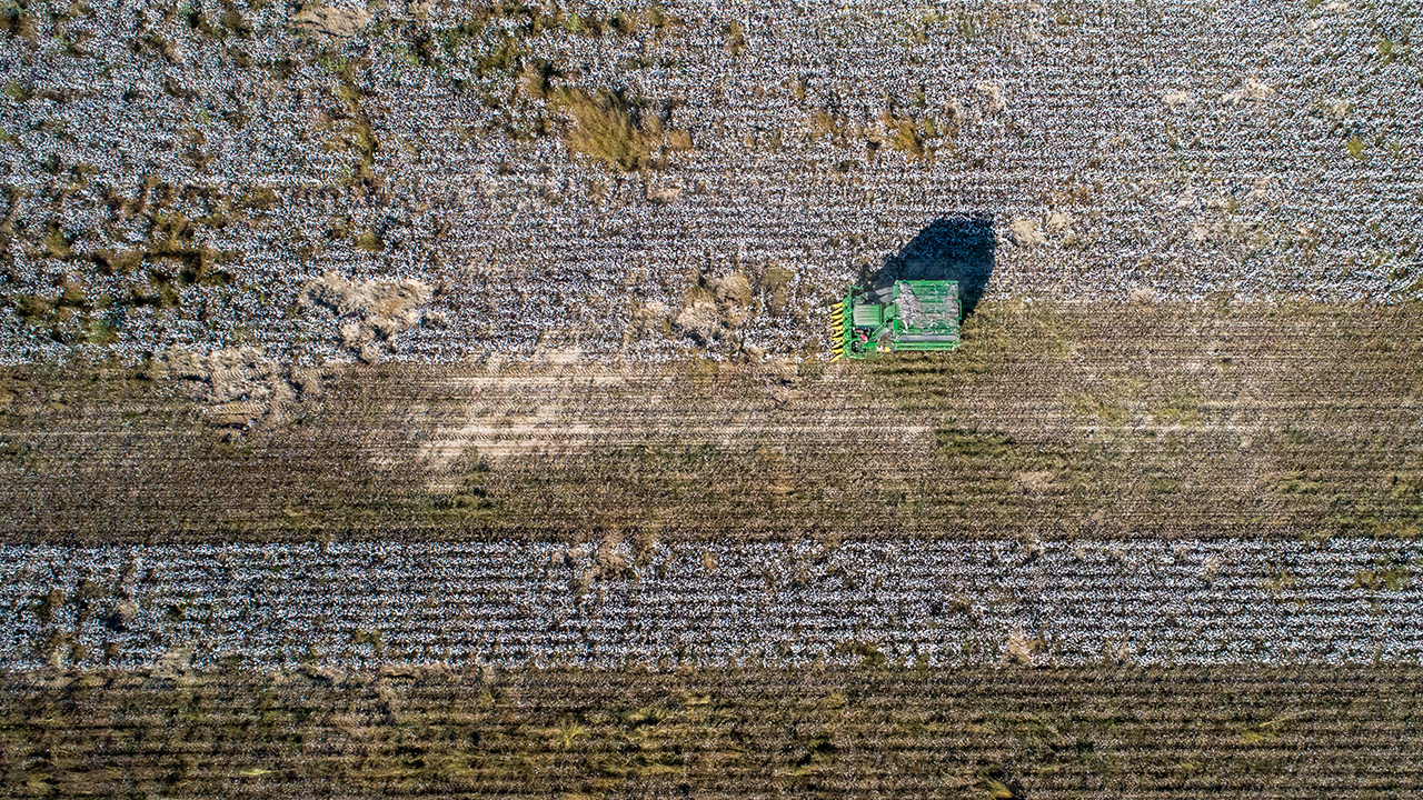 Türkiye`de yaklaşık 570 bin dekarda gerçekleştirilen pamuk üretiminin ortalama yüzde 20`si Ege Bölgesi`nde yapılıyor.
