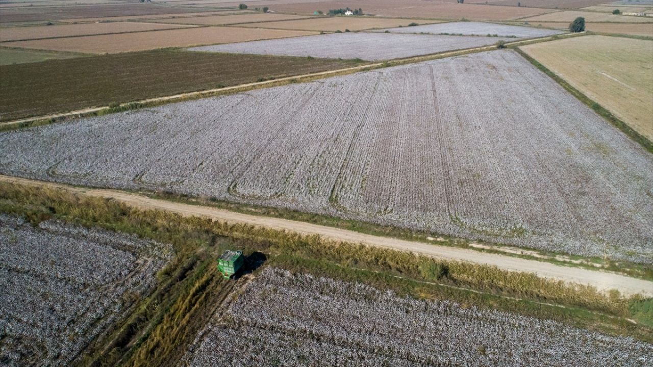 Martta ekimi yapılan pamuğun hasadı da eylülün sonunda başlıyor.