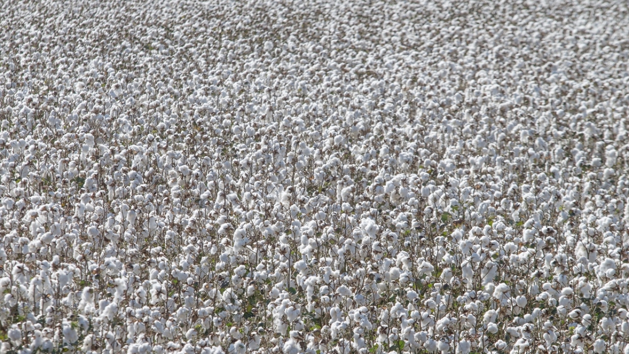 İklim şartlarının bu yıl pamuk verimine olumlu yansıdığına işaret eden Balçık, özellikle Ege`de verimin yüksek olduğunu vurguladı.