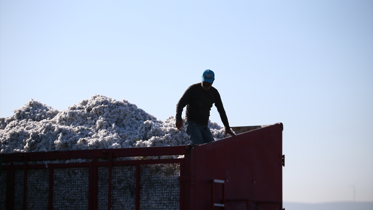 Borsanın raporlarına göre, Ege`de bundan önce en verimli sezon 2016-2017`de dekar başına 466 kilogramla gerçekleşti. Geçen sezon ise dekar başına 412 kilogram verim alındı. 