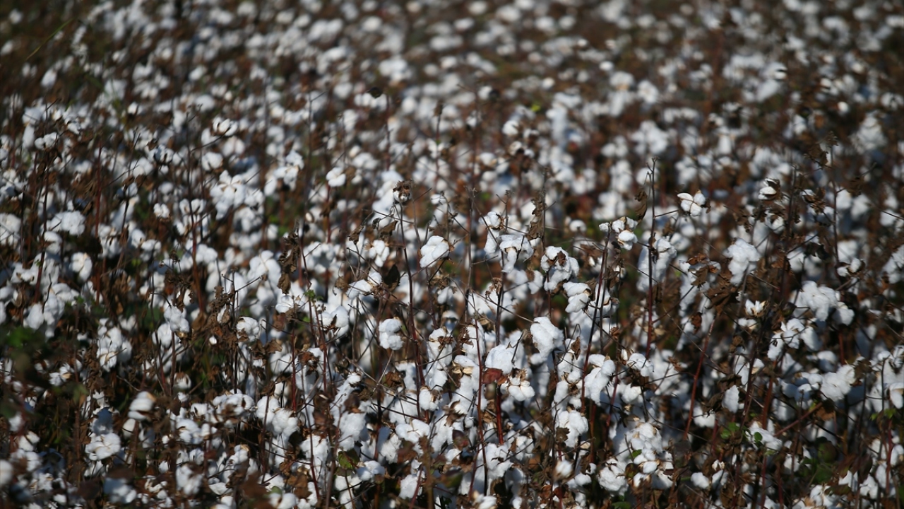 "Bu yıl rekolte tahmini 900 bin ton"