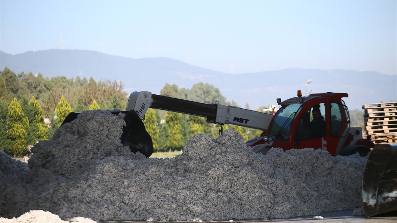 GDO`suz pamukta ilk sırada Türkiye var