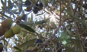 Zeytin çıtlatma aracı zamandan tasarruf sağlıyor