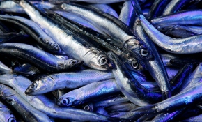 Taze balık nasıl anlaşılır?