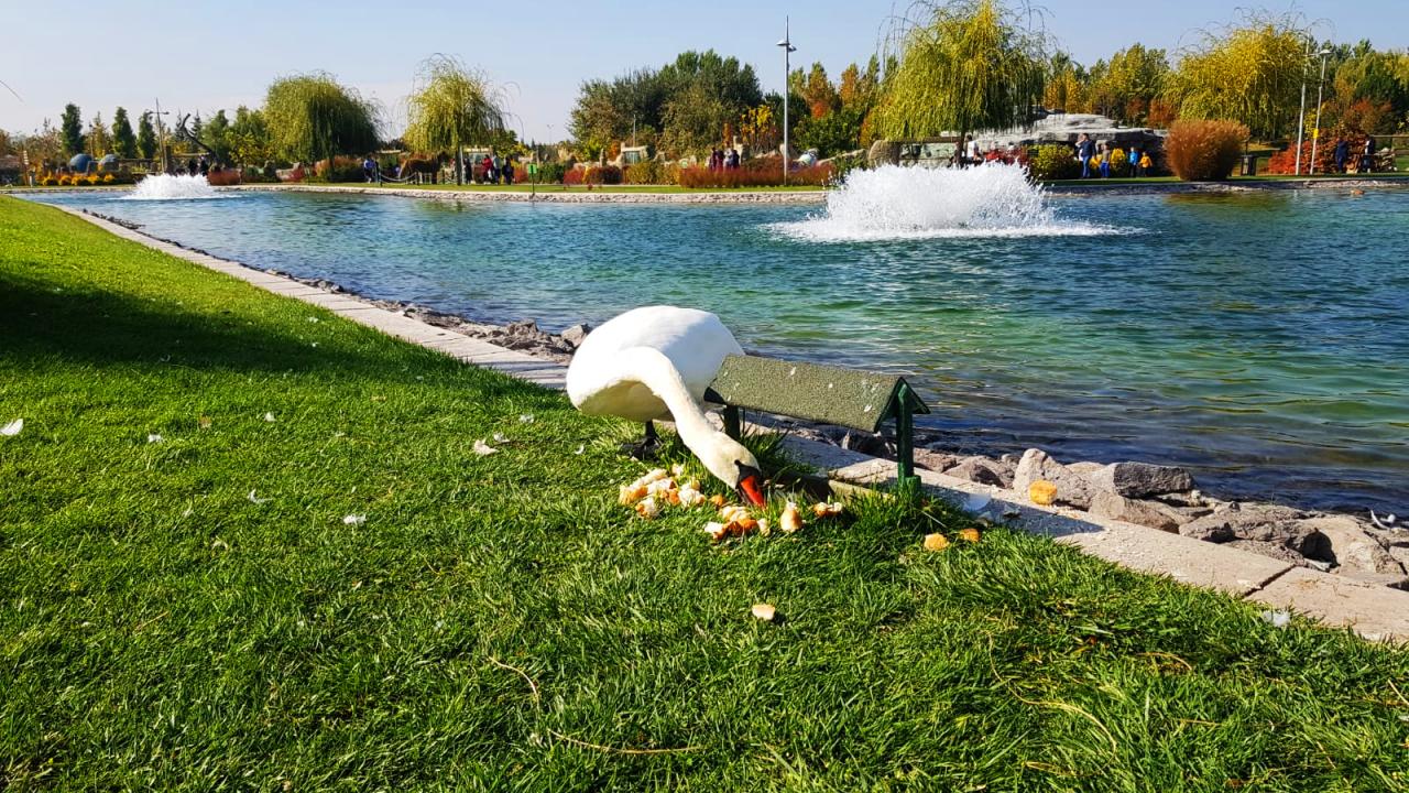 Yapay gölete renk katan kuğular... Gölette aynı zamanda sportif etkinliklerde yapılıyor.
