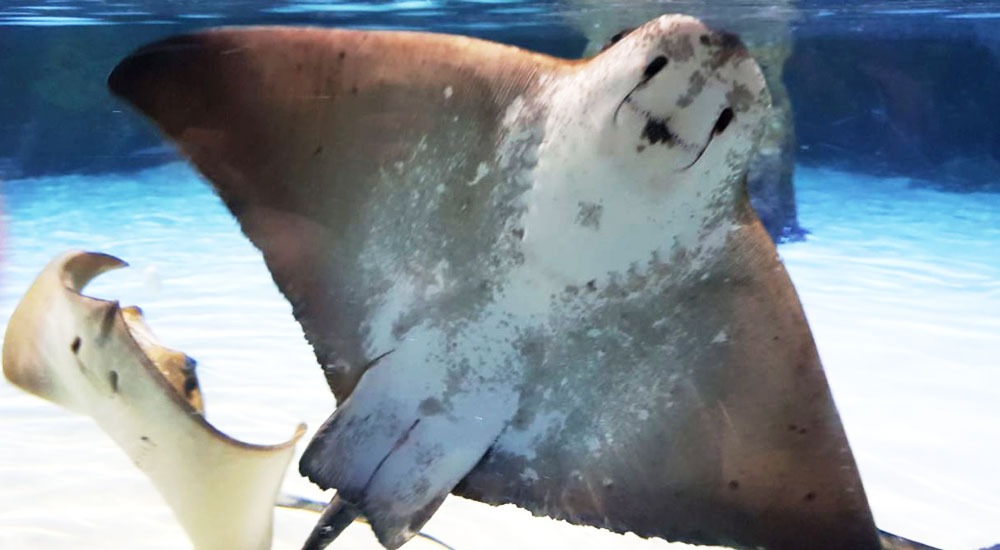 Toplamda 2 bin 100 civarında balık çeşidine ev sahipliği yapan su altı dünyasındaki sevimli vatozlar...